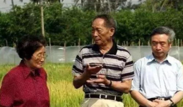 吃瓜爆料袁隆平视频全集,揭秘农业巨擘的智慧人生与科研历程